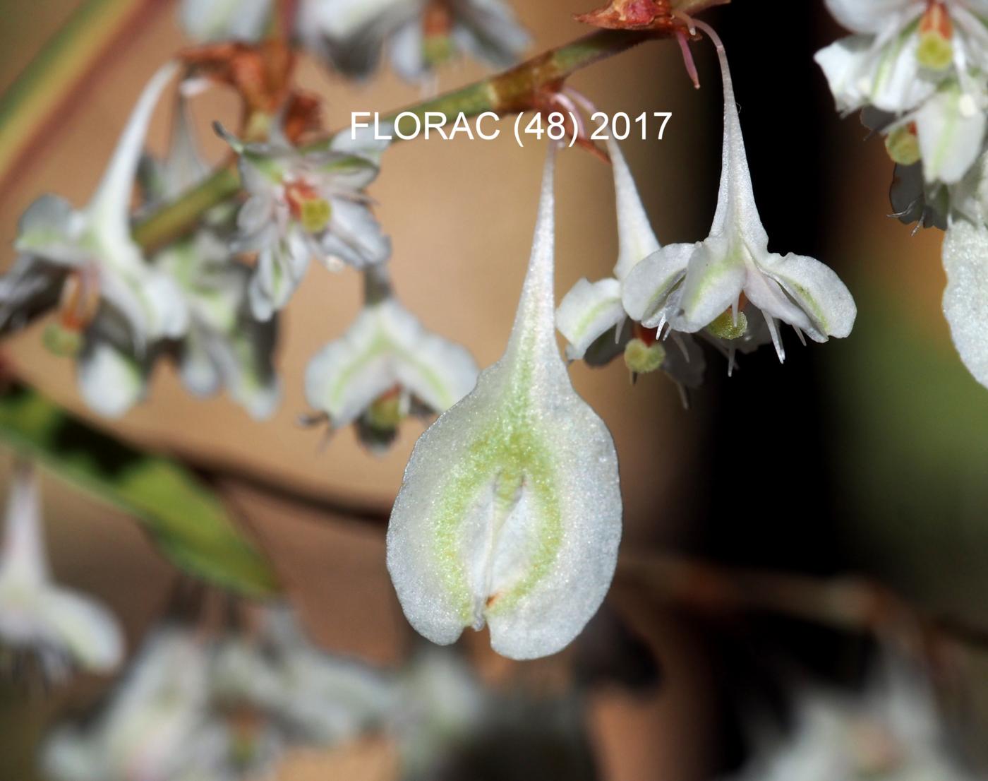 Vine, Russian (Silver-laced) fruit